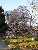 Magnolia Stellata (fam Magnoliacees) (Japon) (Photo F. Mrugala) (4)